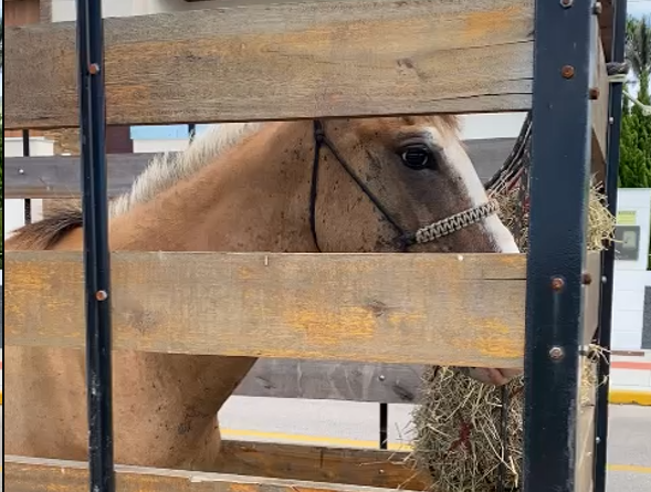 Cavalos soltos em Imbituba são resgatados pela Vigilância Sanitária e proprietária de um dos animais é punida