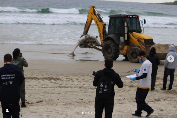 FALSA-ORCA: Em primeiro registro de Imbituba a Biguaçu, golfinho oceânico é encontrado morto em praia de Garopaba