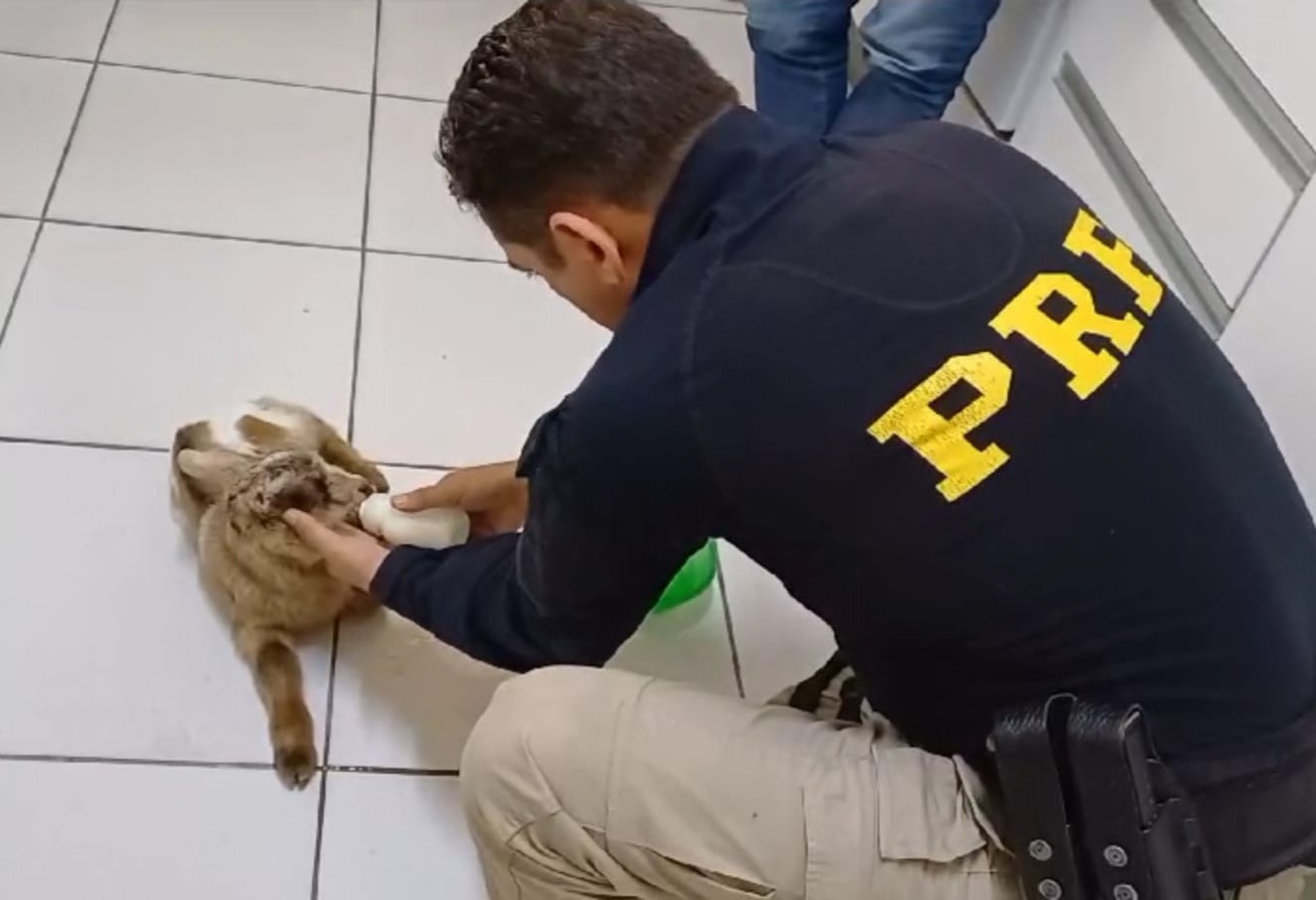 Caminhoneiro resgata filhote de cabrito abandonado na estrada