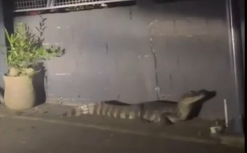 Jacaré aparece em área residencial na noite desta terça-feira (29)