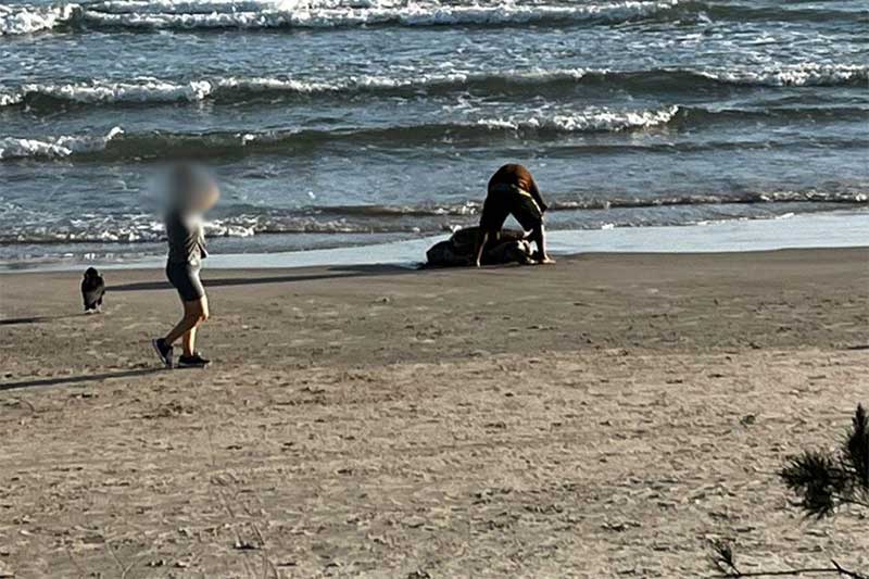 Garopaba registra mutilações de tartarugas em dois dias consecutivos; homem foi flagrado com faca