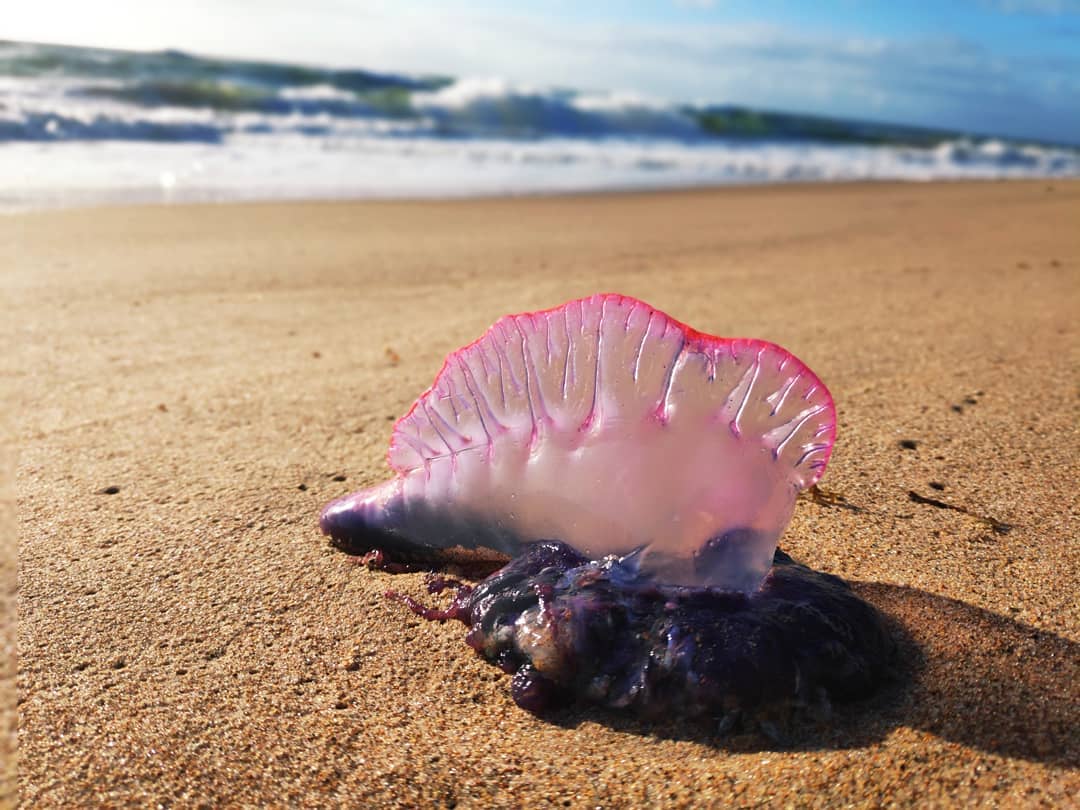 Praias de Jaguaruna e Laguna lideram lesões por águas-vivas na região; saiba o que fazer ao ser "queimado"