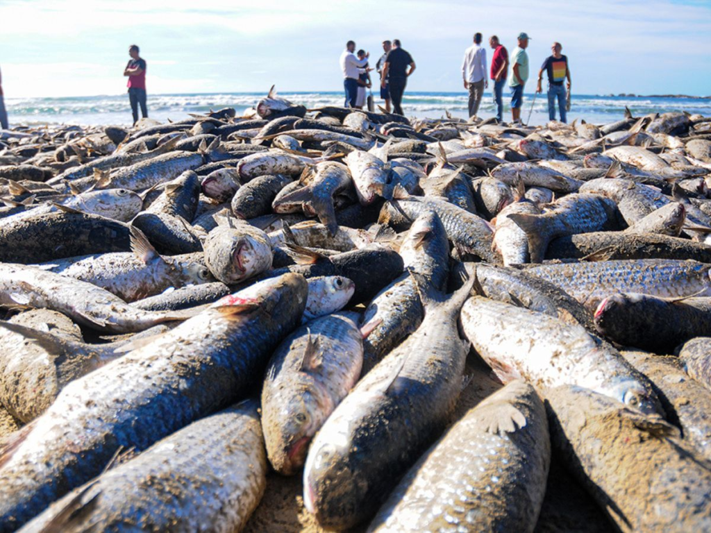 Temporada da tainha inicia em Garopaba com apoio aos pescadores