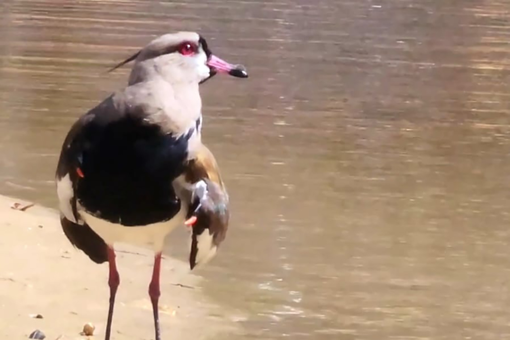Garopaba investiga caso suspeito de Influenza Aviária em ave silvestre encontrada no município; SC emite alerta máximo contra a doença