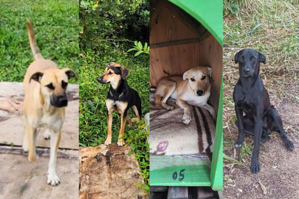 Crueldade na Praia da Vila: cães abandonados são envenenados em Imbituba e caso gera revolta na comunidade