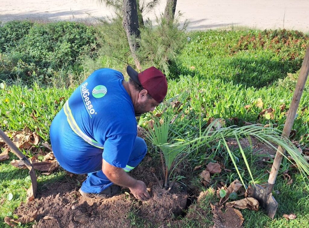 SulGesso planta mudas de butiá em parceria com a Secretaria do Meio Ambiente de Imbituba