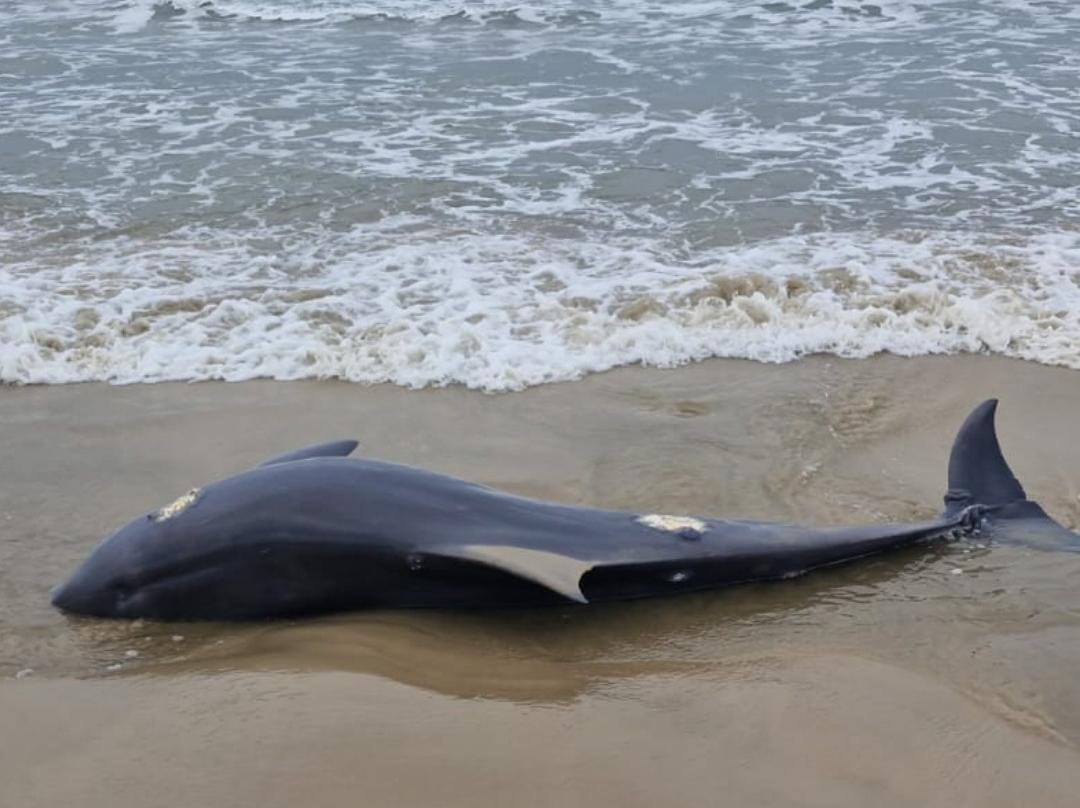 Boto-pescador é encontrado morto em Laguna e levanta alerta sobre contaminação ambiental