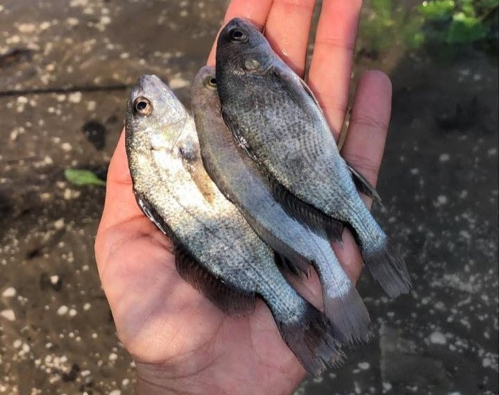 Udesc de Laguna fortalece aquicultura e pesca estadual com pesquisa sobre espécies nativas de peixes em SC