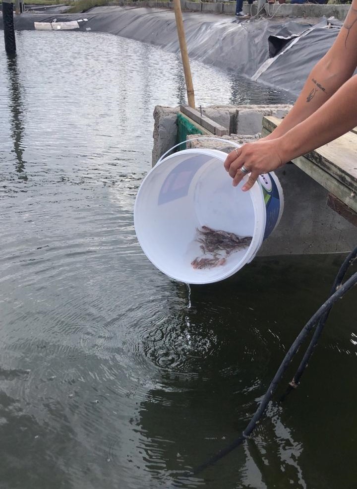 Udesc de Laguna fortalece aquicultura e pesca estadual com pesquisa sobre espécies nativas de peixes em SC