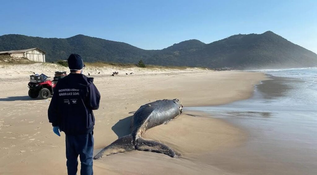Segundo filhote de baleia-franca é encontrado sem vida em areia de praia de Garopaba