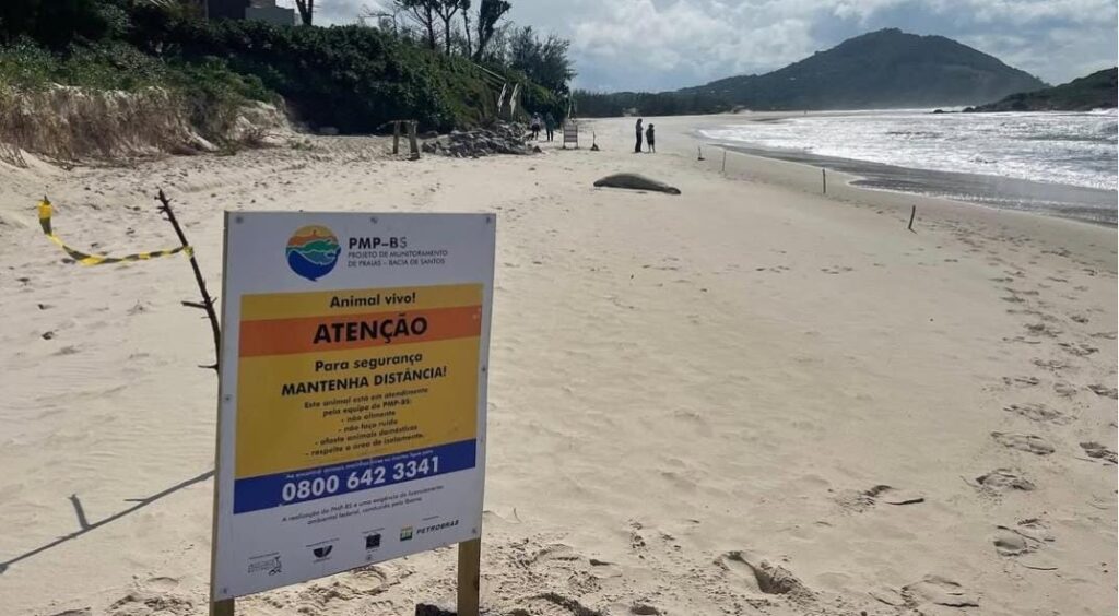 Animal raro no litoral brasileiro, foca-caranguejeira é avistada em área de proteção ambiental em Garopaba