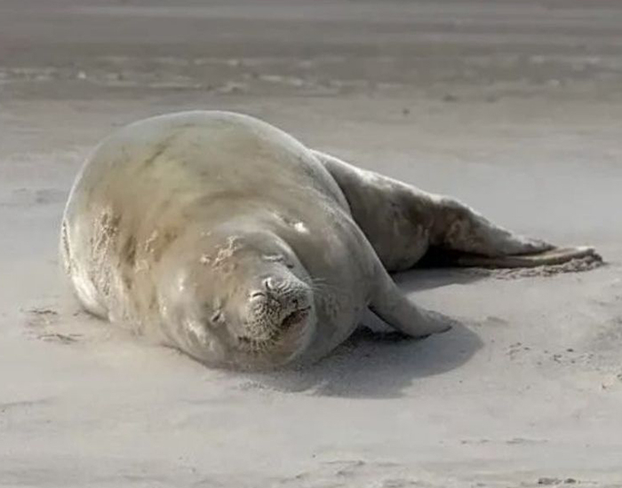 Espécie rara, foca-caranguejeira é avistada repousando em praia de Garopaba