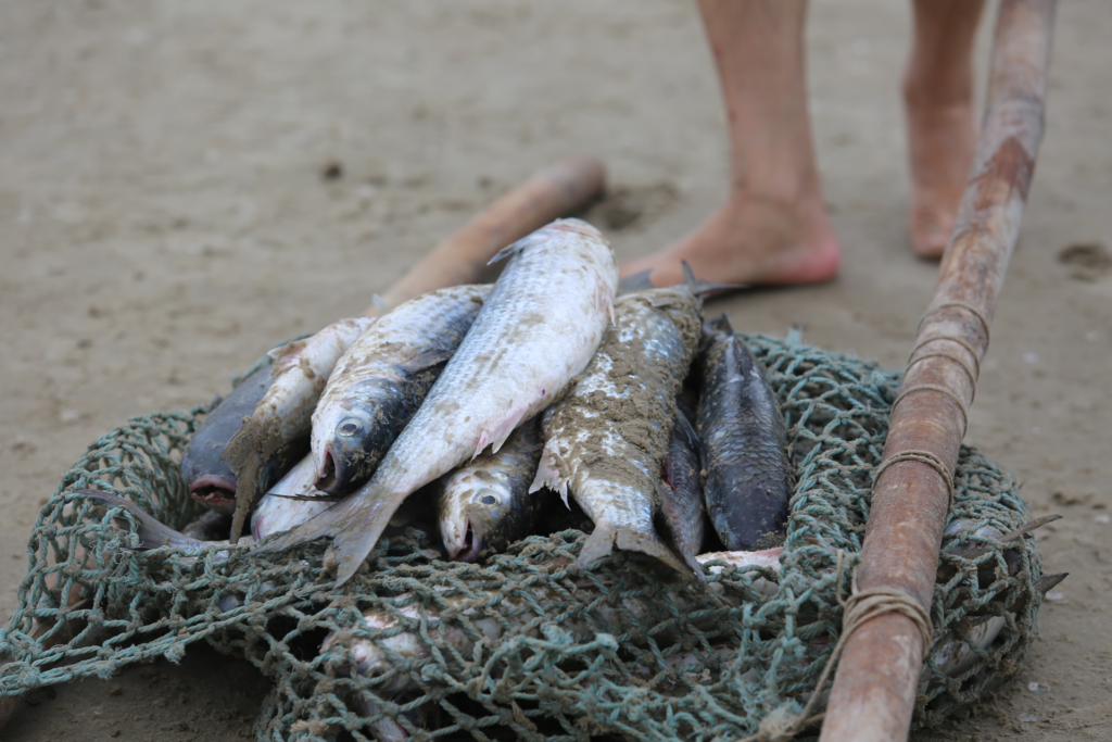 Mais de 140 toneladas de tainha são pescadas em Imbituba durante a safra