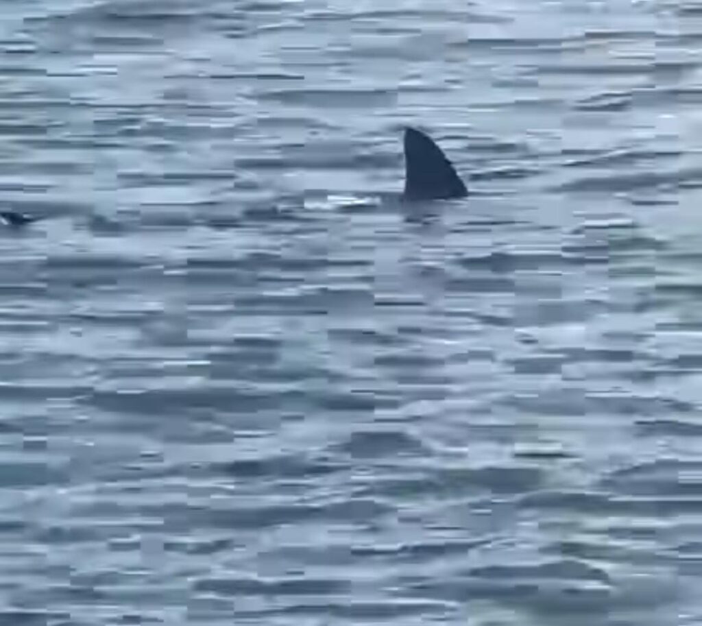 VÍDEO: Barbatana de tubarão é avistada na Praia da Vila em Imbituba