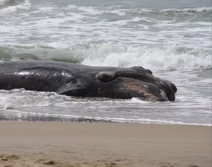 Filhote de baleia-franca é encontrado sem vida em praia de Garopaba
