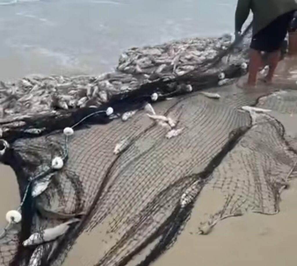 Safra da corvina rende mais de 20 toneladas em Laguna e anima pescadores catarinenses