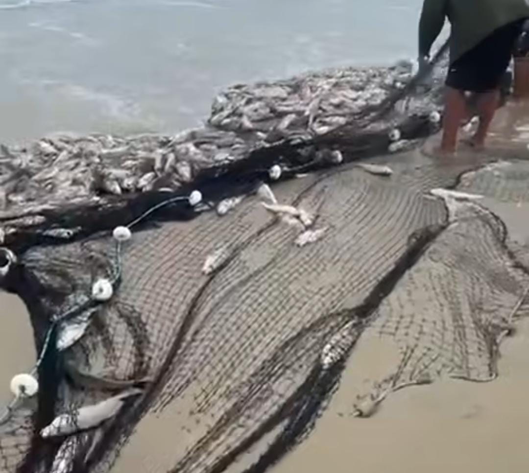 Safra da corvina rende mais de 20 toneladas em Laguna e anima pescadores catarinenses