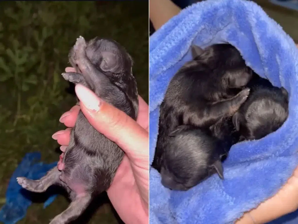 Polícia Civil de Garopaba conclui inquérito sobre filhotes abandonados em sacolas no mato e suspeito pode pegar até 5 anos de prisão