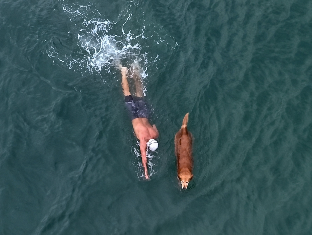 Golden Retriever é flagrado nadando ao lado do tutor em Garopaba e cena encanta internautas