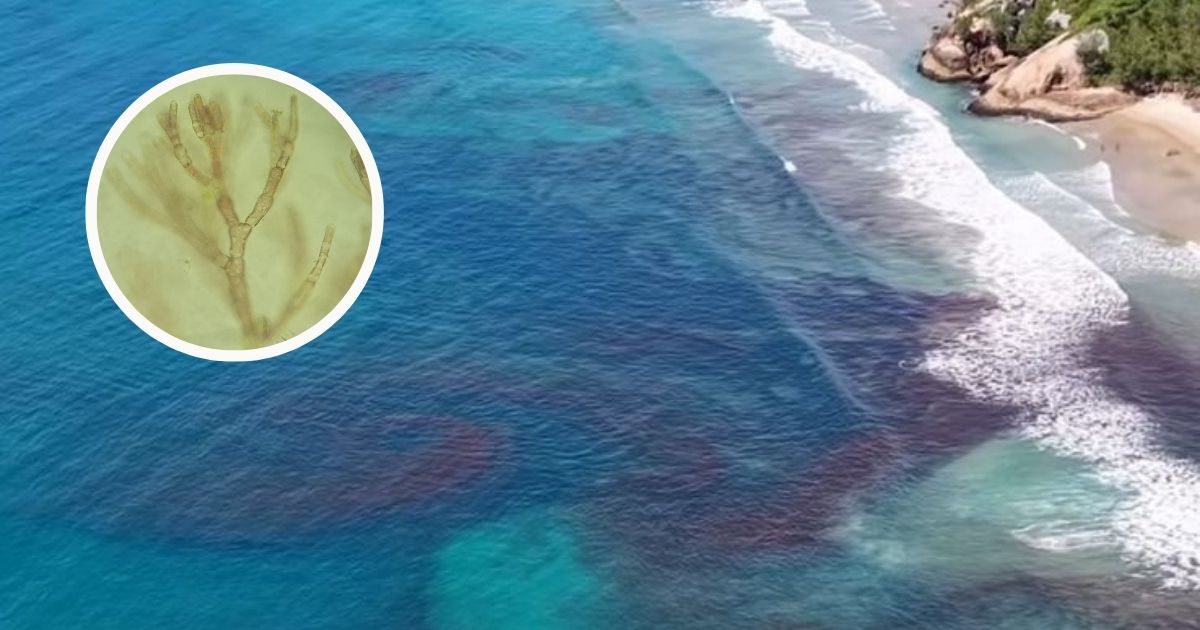Maré vermelha chama atenção em praias de Garopaba e especialistas investigam fenômeno