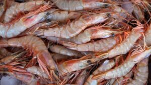 Mutirão para emissão da licença da pesca do camarão começa em Laguna; veja calendário