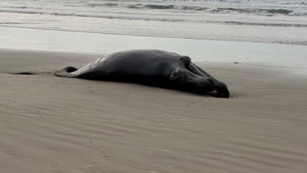 Filhote de baleia-franca encontrado morto em Imbituba