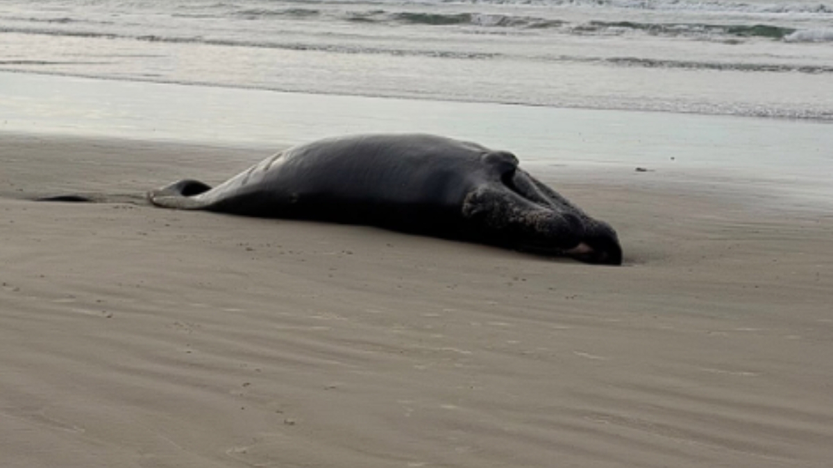 Filhote de baleia-franca encontrado morto em Imbituba