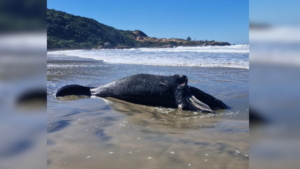 Carcaça de filhote de baleia-franca é encontrada encalhada e sem vida na Praia d’Água, em Imbituba