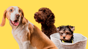 PET LEVADO A SÉRIO: Centro de Bem Estar Animal de Imbituba realiza mutirão de castração de cães e gatos nesta quinta (9) no bairro Arroio