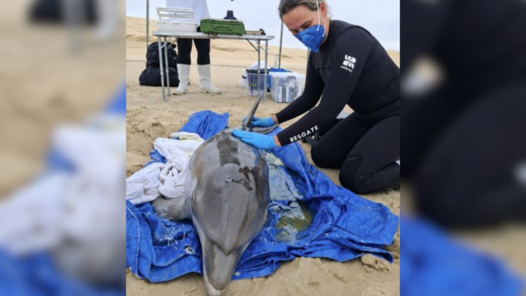golfinho resgatado em Laguna