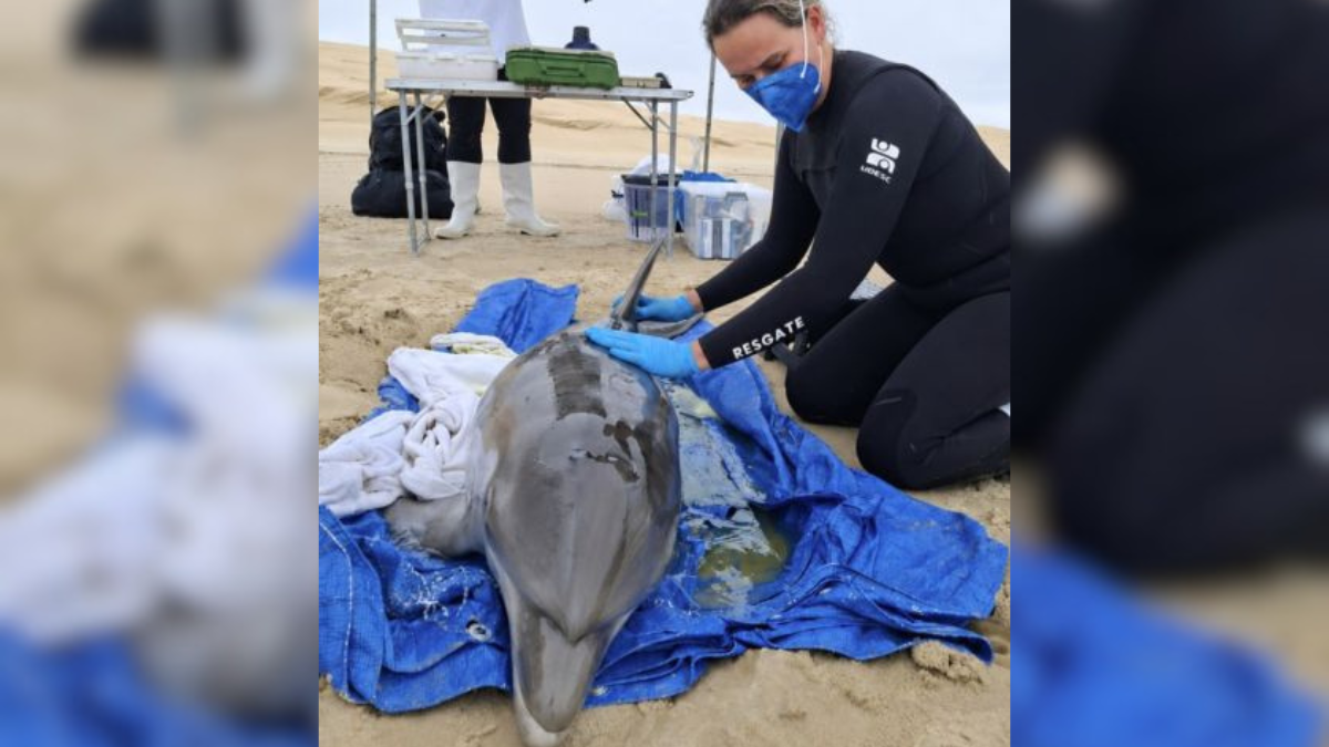 golfinho resgatado em Laguna