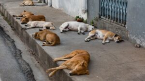 Após anos de cobranças, MPSC aciona Prefeitura de Tubarão na Justiça por proteção animal