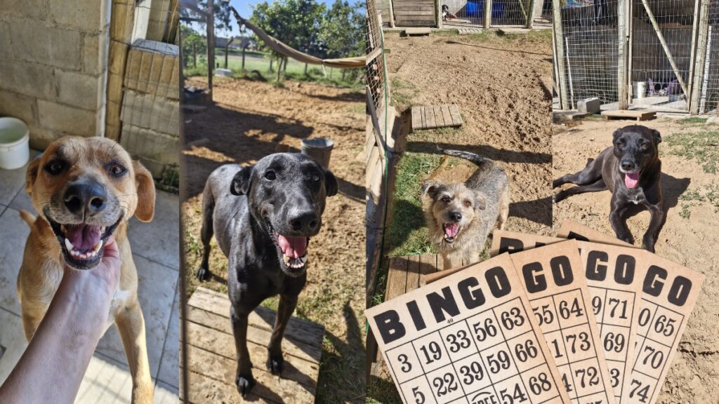 Bingo Beneficente Zimbadogs