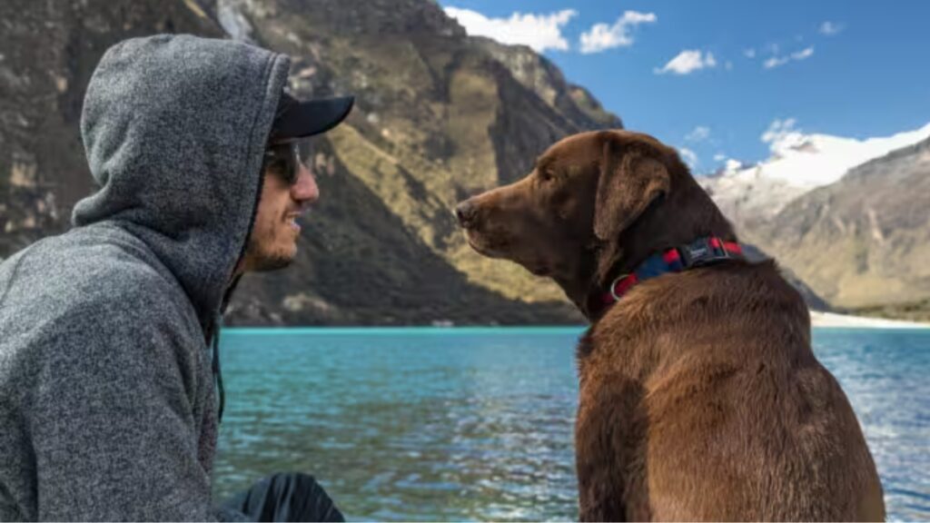 Bono cão surfista
