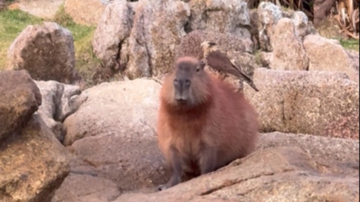 Gavião carrapateiro e capivara em Garopaba