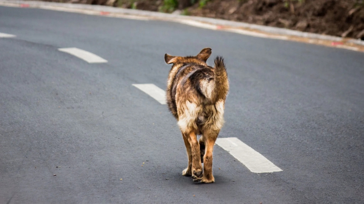 abandono de animais e CNH