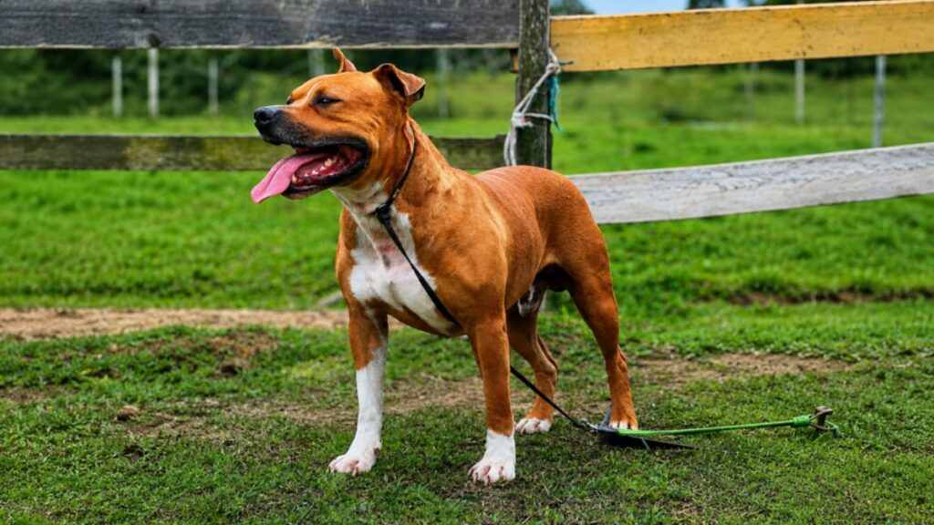 cães sem tutor em Imbituba