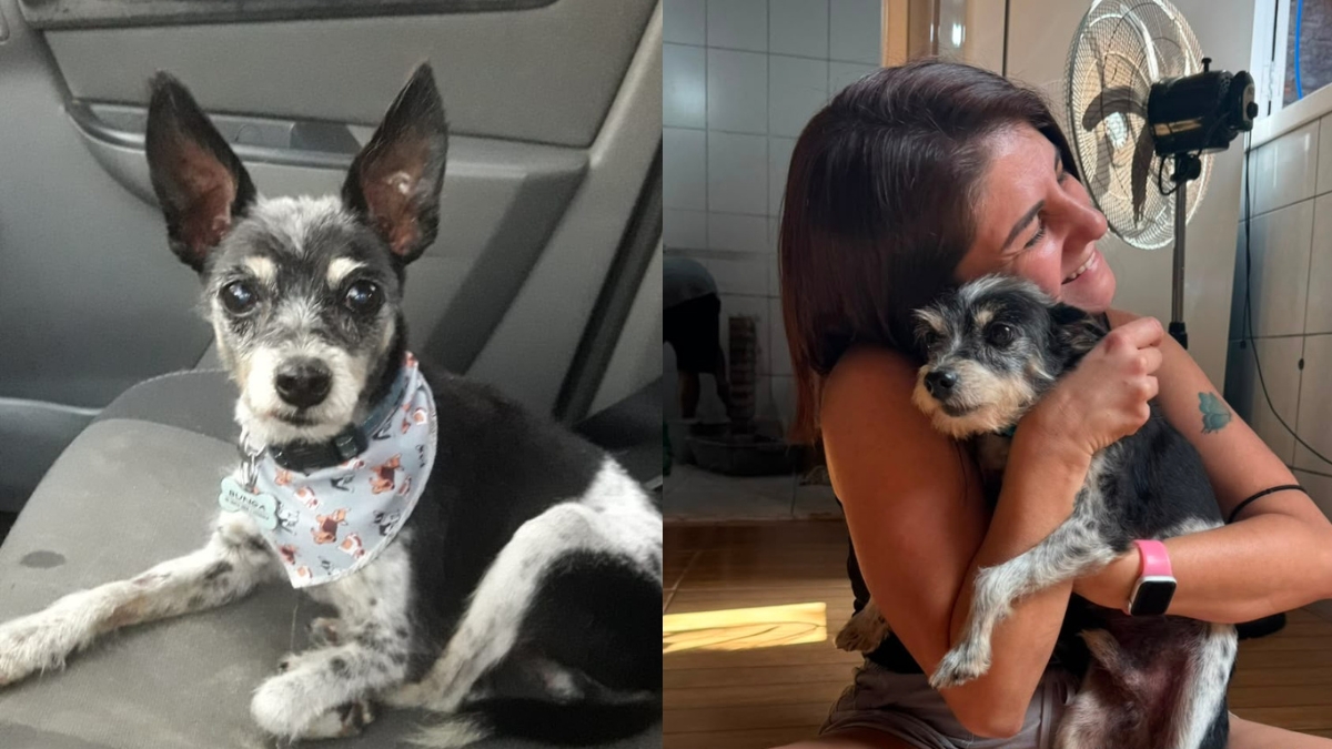 cão Bunga desaparecido em Garopaba