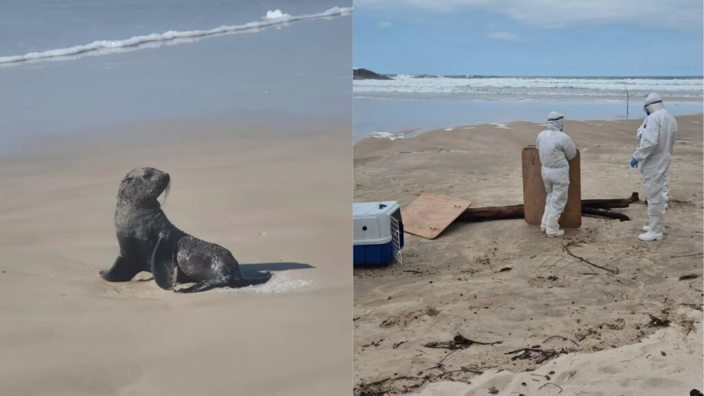 lobo-marinho em Garopaba