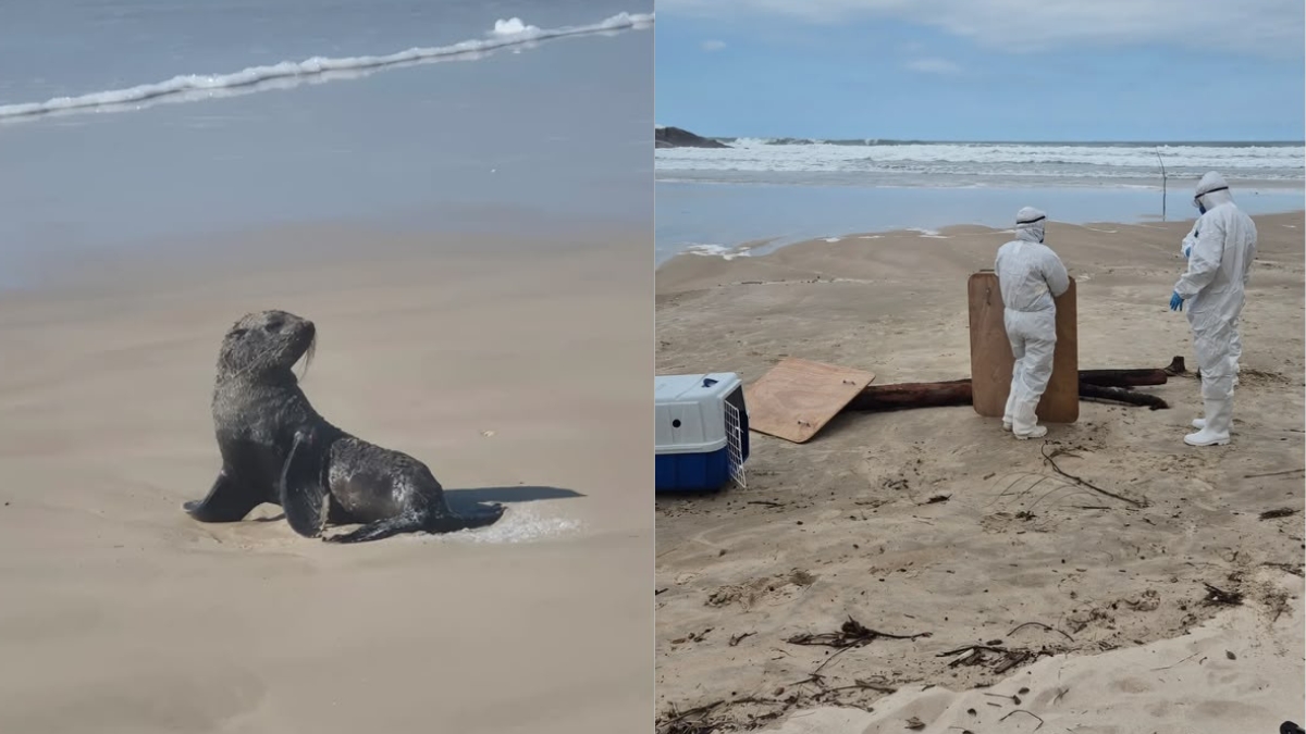 lobo-marinho em Garopaba