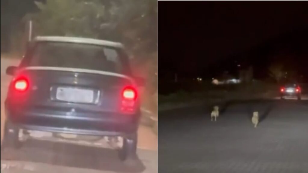 cães abandonados imbituba