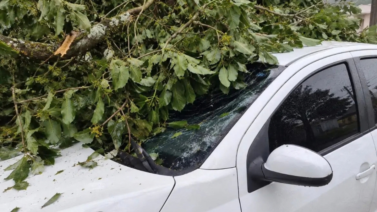 galho de árvore cai sobre veículo em Garopaba