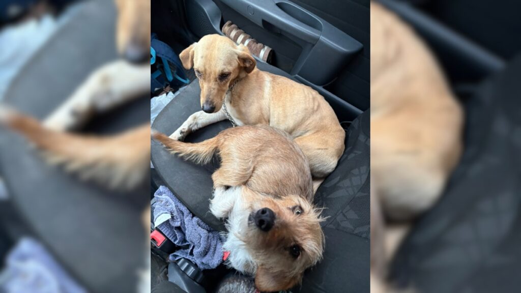 cães abandonados em Imbituba